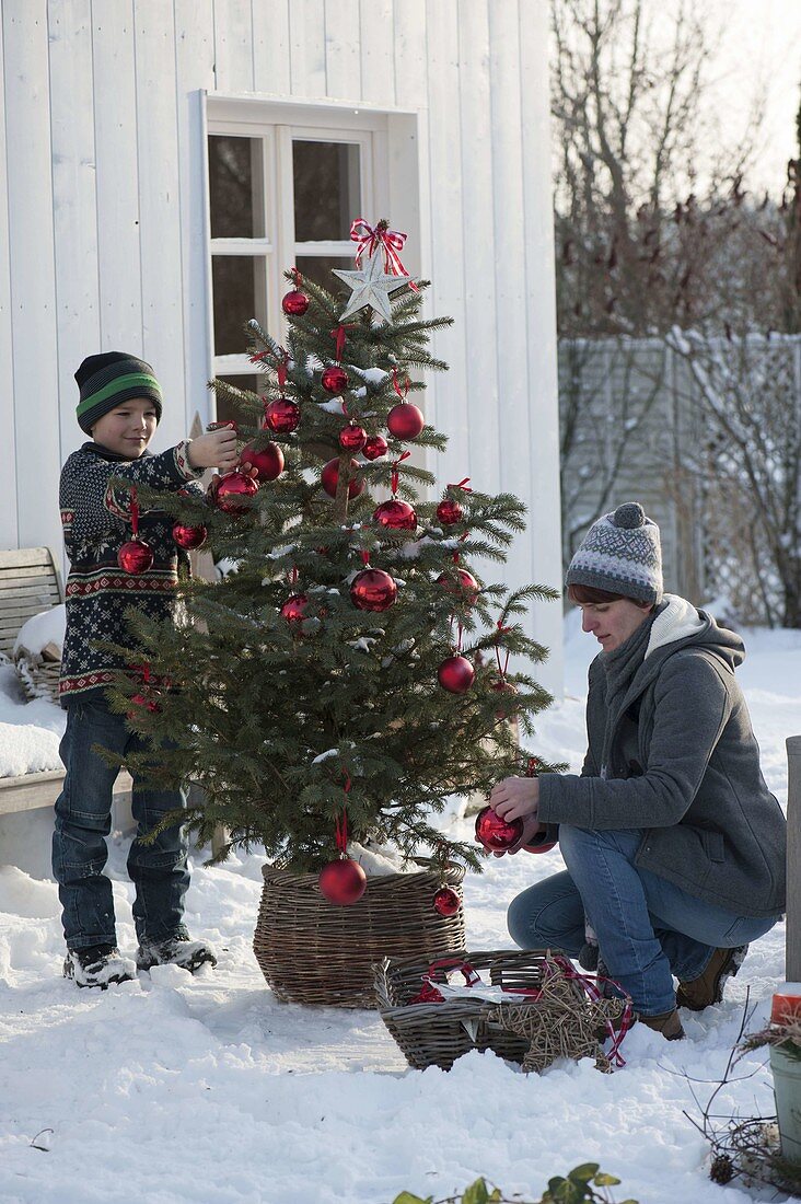 Family decorating Abies nordmanniana (Nordmann fir) with red baubles