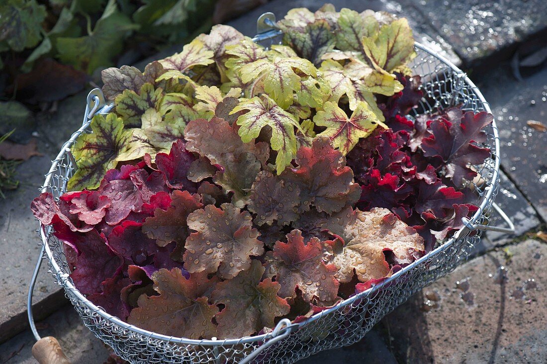 Heuchera and Heucherella (purple bells) in wire baskets