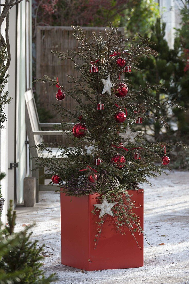 Taxus baccata (common yew) as a living Christmas tree