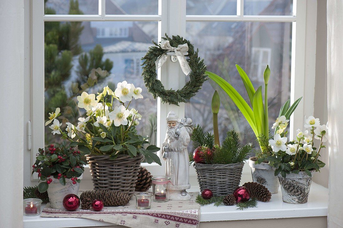 Christmas window with Helleborus niger, Gaultheria procumbens