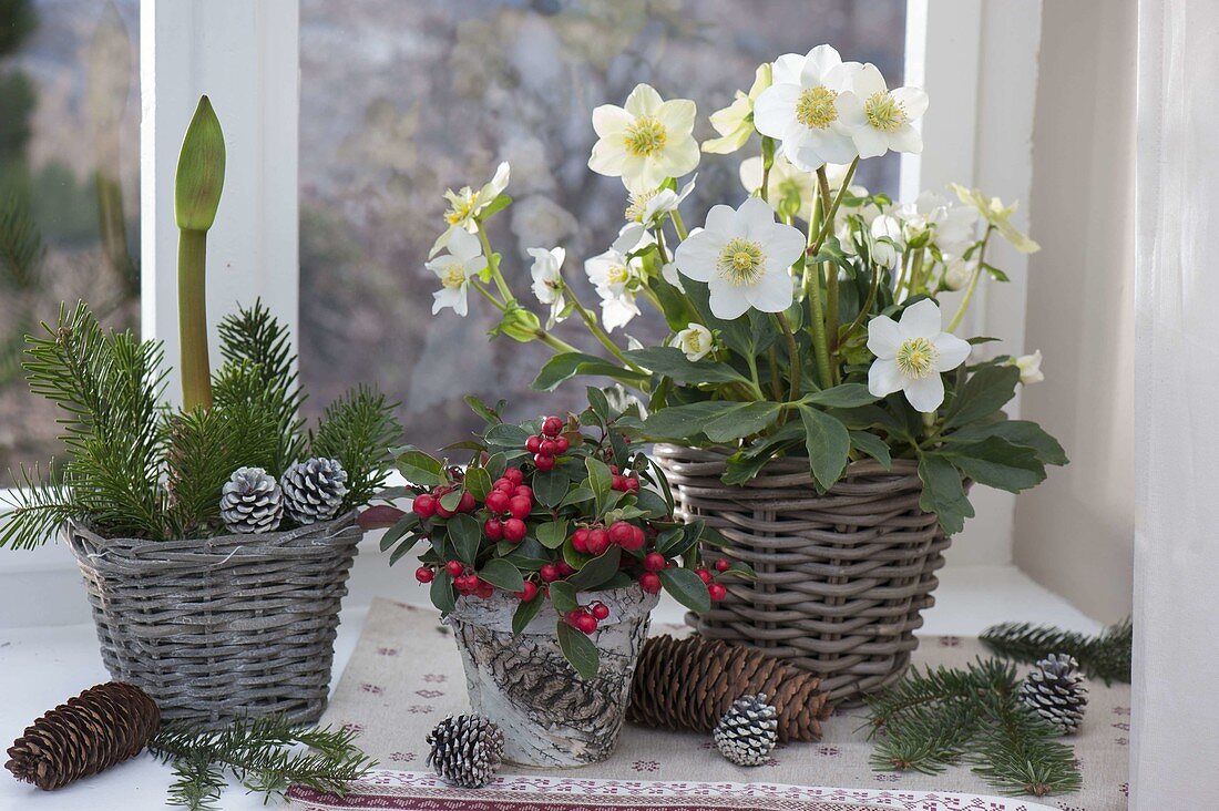 Winter window with Helleborus niger (Christmas rose), Gaultheria procumbens