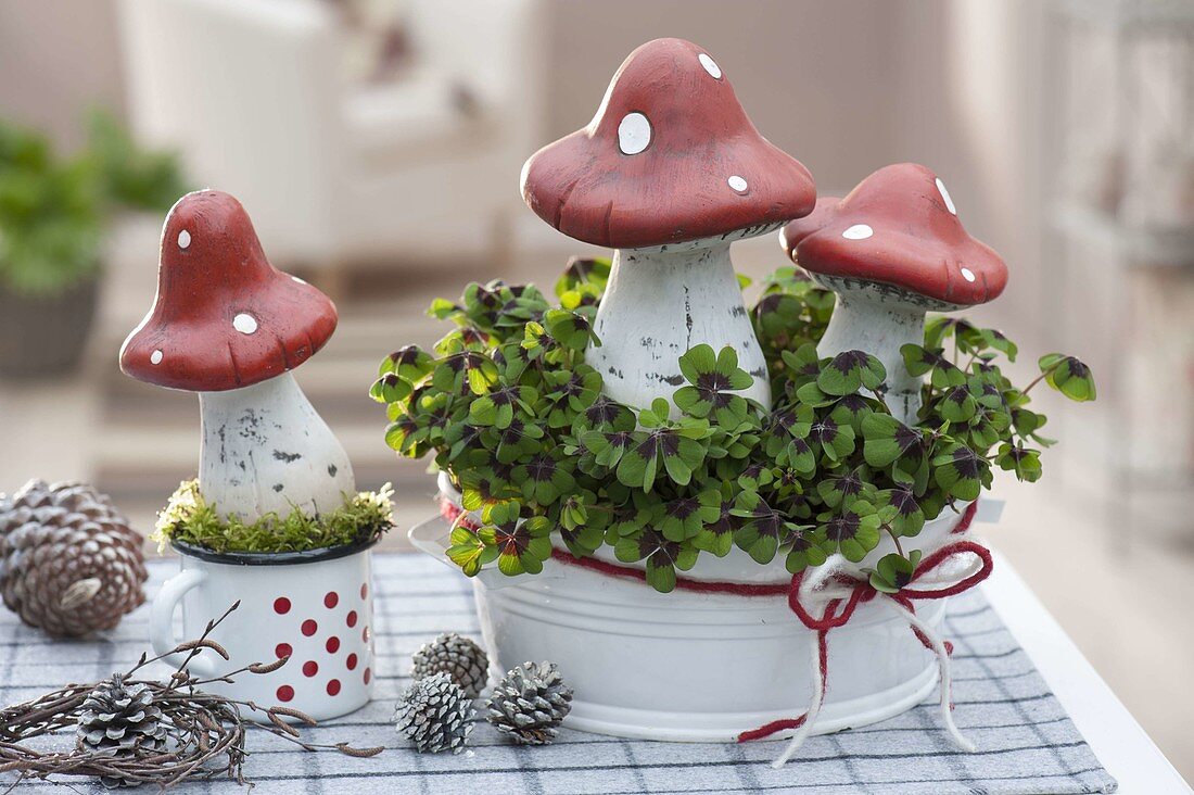 Oxalis deppei 'Iron Cross' (Lucky Clover) in tin bowl, decorated