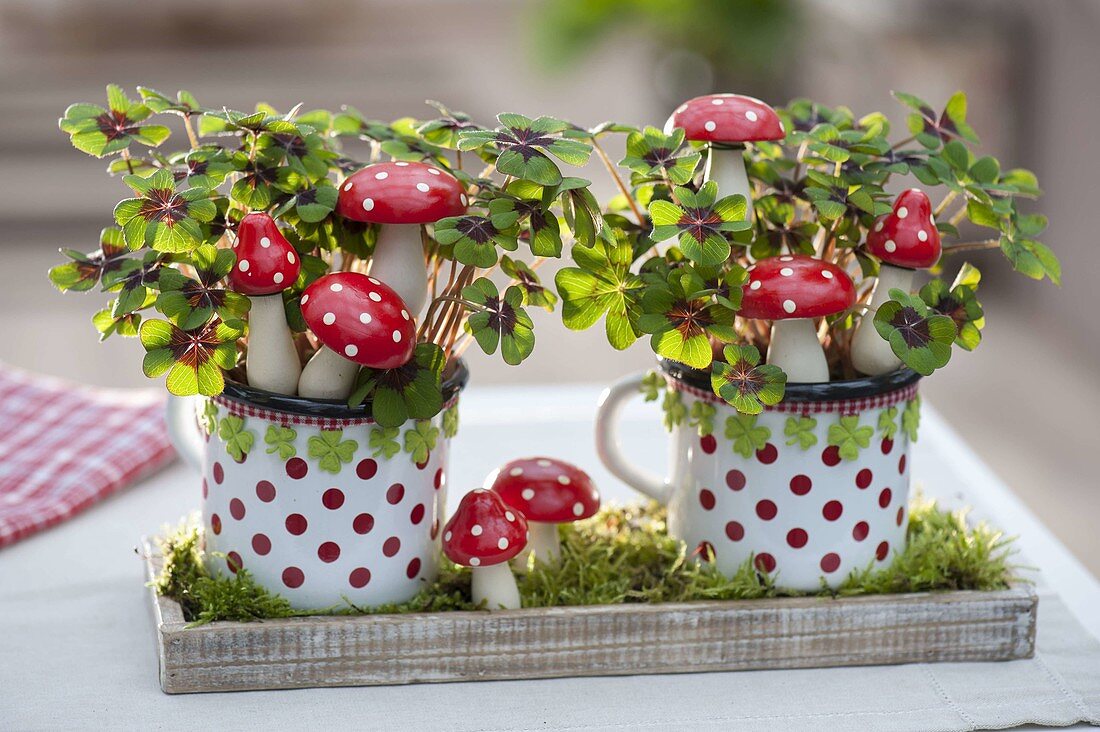 Oxalis deppei 'Iron Cross' (Glücksklee) in gepunkteter Tasse mit Fliegenpilze