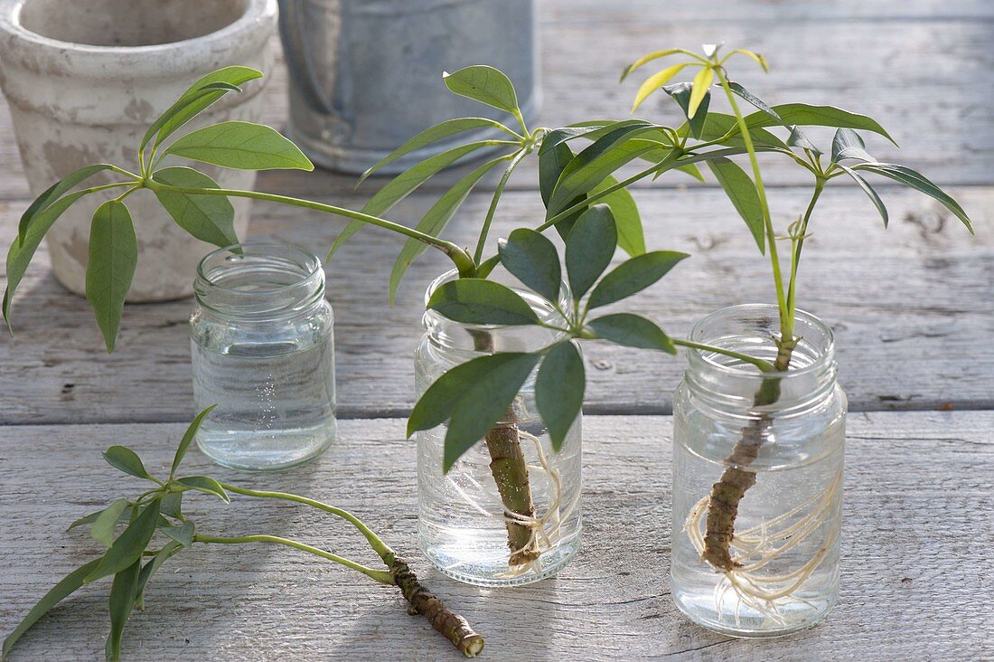 Stecklinge von Schefflera arboricola (Strahlenaralie) im Wasser bewurzelt