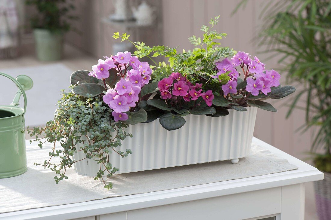 White box planted with Saintpaulia (Usambara violets), Pilea