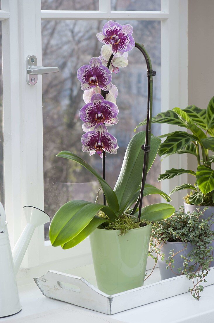 Phalaenopsis 'Dream Diamond' (Malay flower, butterfly orchid)