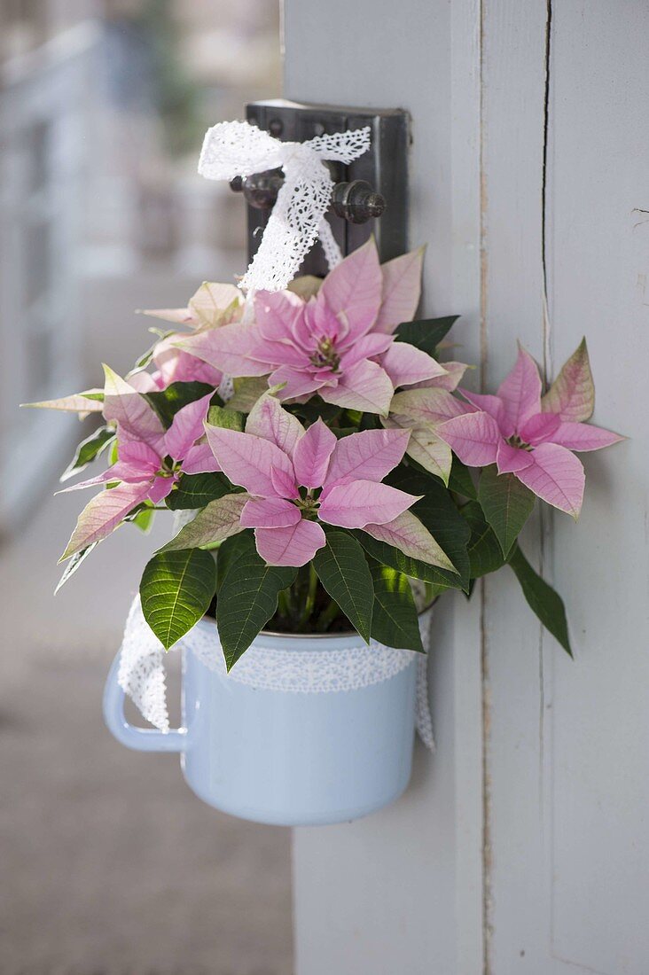 Euphorbia pulcherrima 'Princettia Pink' (Poinsettia)