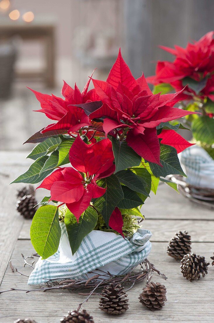 Euphorbia pulcherrima (Poinsettia), pot with tea towel