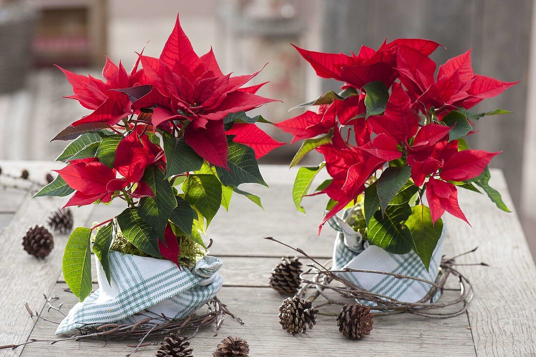 Euphorbia pulcherrima (Weihnachtssterne), Töpfe mit Geschirrtuechern