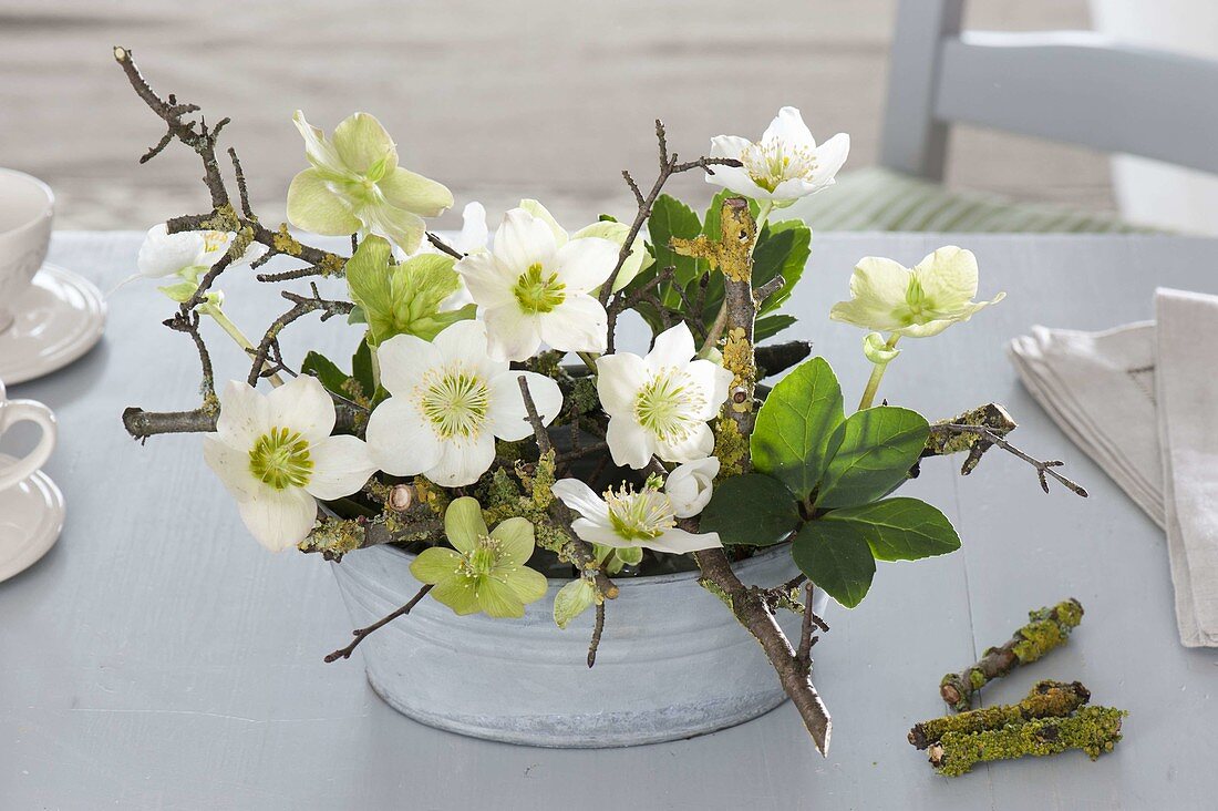 Christmas rose arrangement in zinc bowl