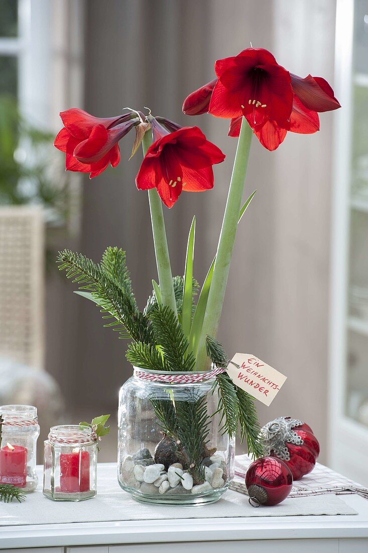 Amaryllis grown on gravel in a candy jar