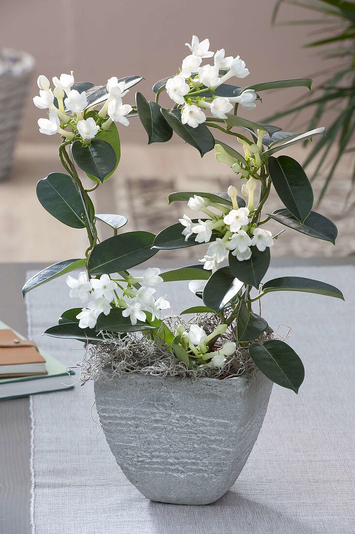 Stephanotis floribunda (Kranzschlinge) dekoriert mit Tillandsienkraut