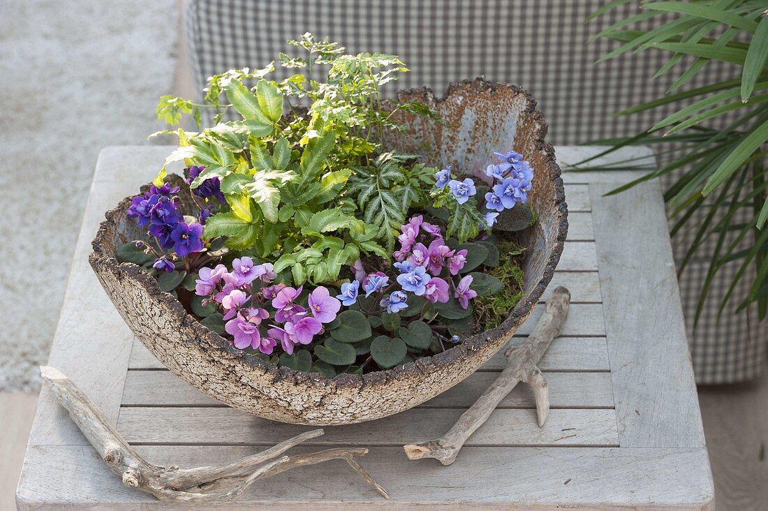 Pottery bowl with miniature plants