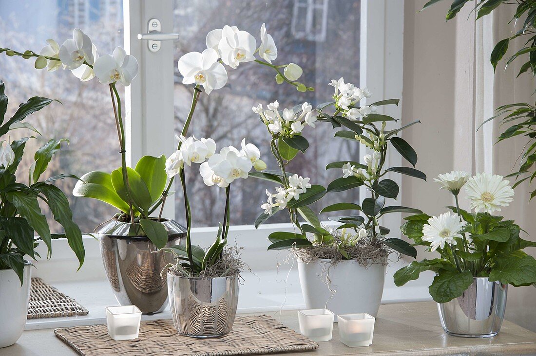 White winter bloomers at the window: Phalaenopsis (Malay flowers)
