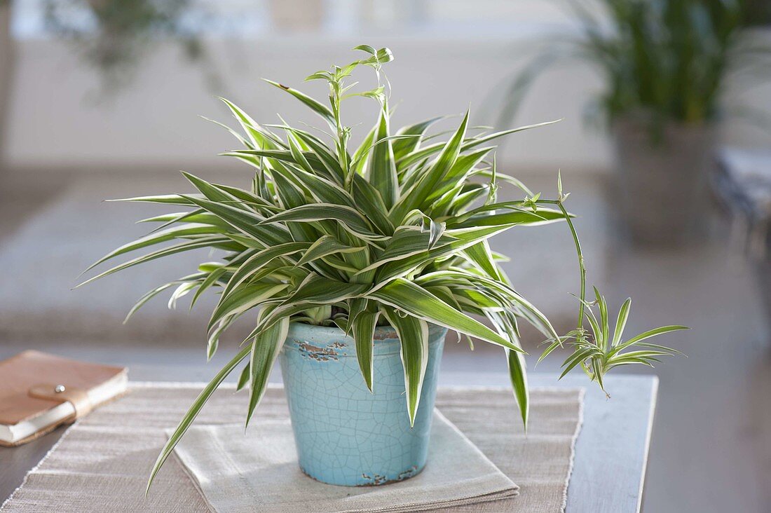 Chlorophytum comosum 'Ocean' (green lily, zebra grass) in turquoise pot