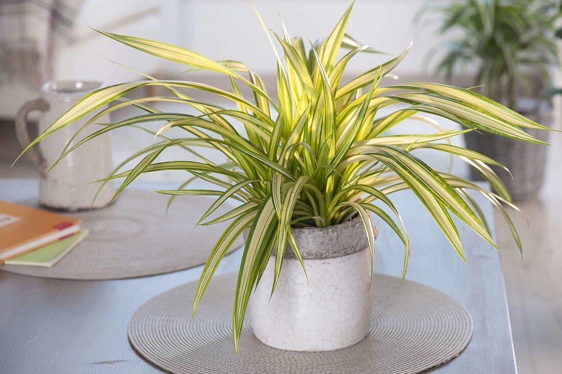 Yellow-green striped Pandanus baptistii (dwarf screw tree)