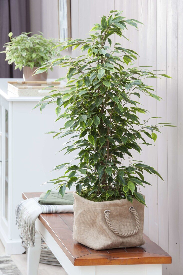 Ficus benjamina 'Anastasia' (Birkenfeige) in Rupfen Tasche