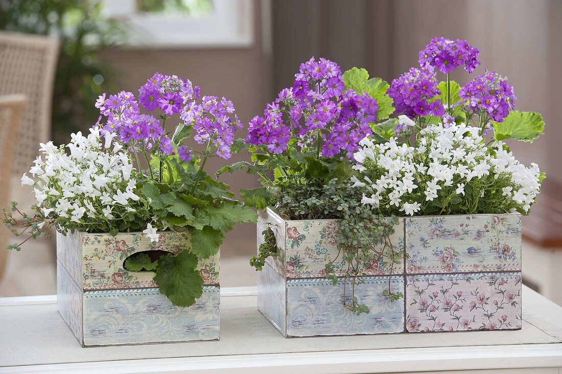 Primula malacoides (Lilac primroses), Campanula portenschlagiana