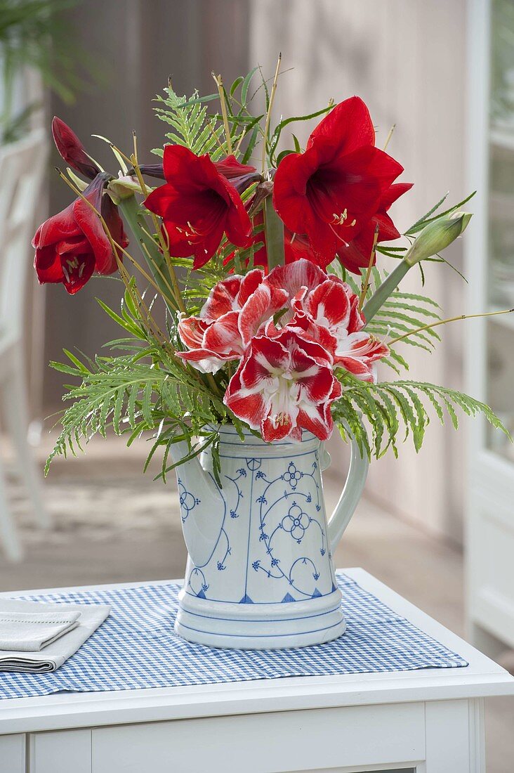 Red and white winter bouquet of Hippeastrum 'Samba', 'Royal Red' (Amaryllis)