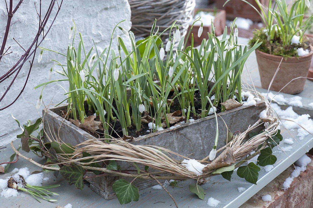 Galanthus nivalis (Schneeglöckchen) in Holzkasten, dekoriert mit Gräsern