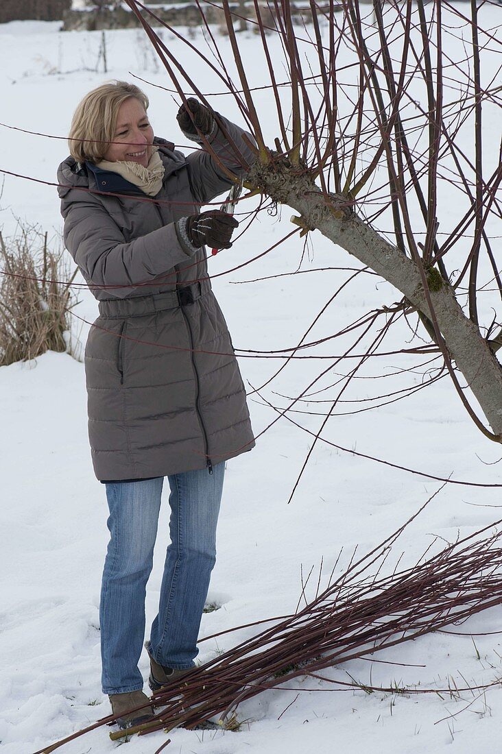 Woman cutting branches of Salix caprea (willow) in snowy garden