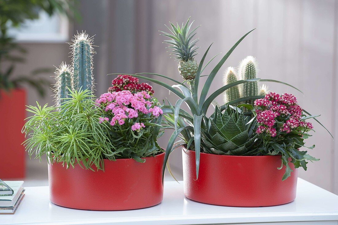 Large orange-red plastic bowls planted with cacti and succulents
