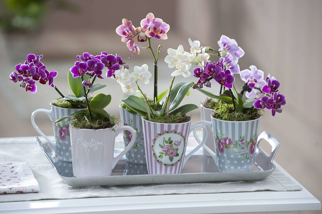 Cups with Mini Orchids Phalaenopsis 'Little Lady'