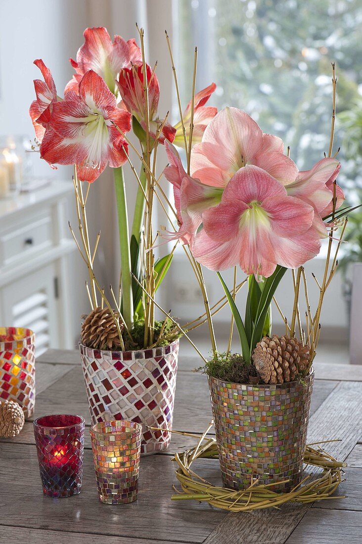 Hippeastrum 'Vera', 'Striped Beauty' (Amaryllis) in Mosaik-Töpfen