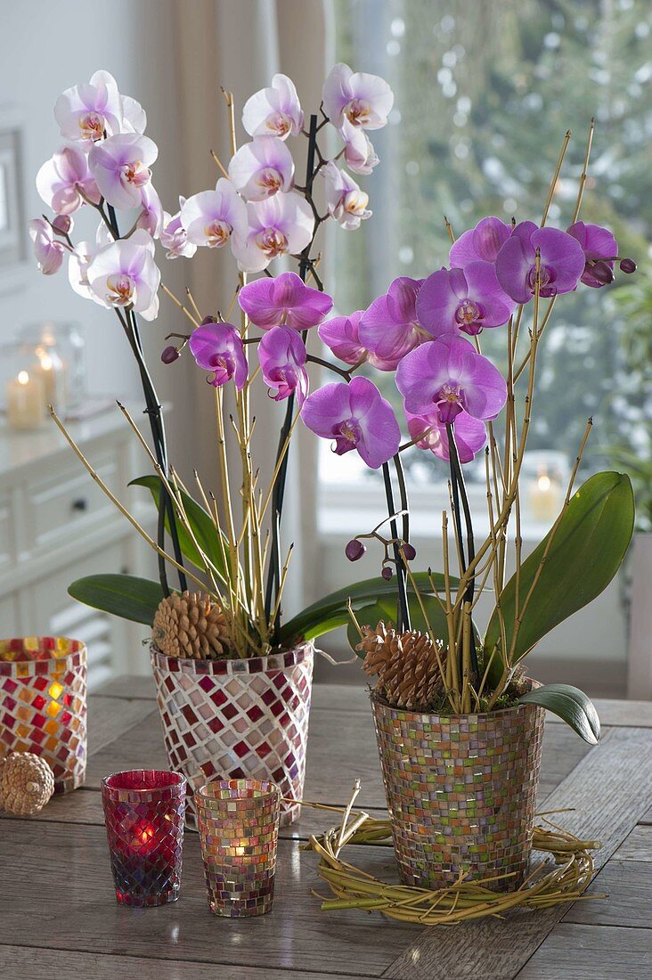 Phalaenopsis (Malay flowers, butterfly orchids) in mosaic pots