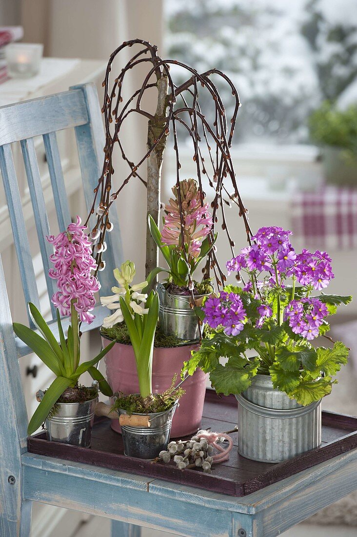 Frühling im Zimmer: Hyacinthus 'Pink Pearl' und 'White Pearl' (Hyazinthen)