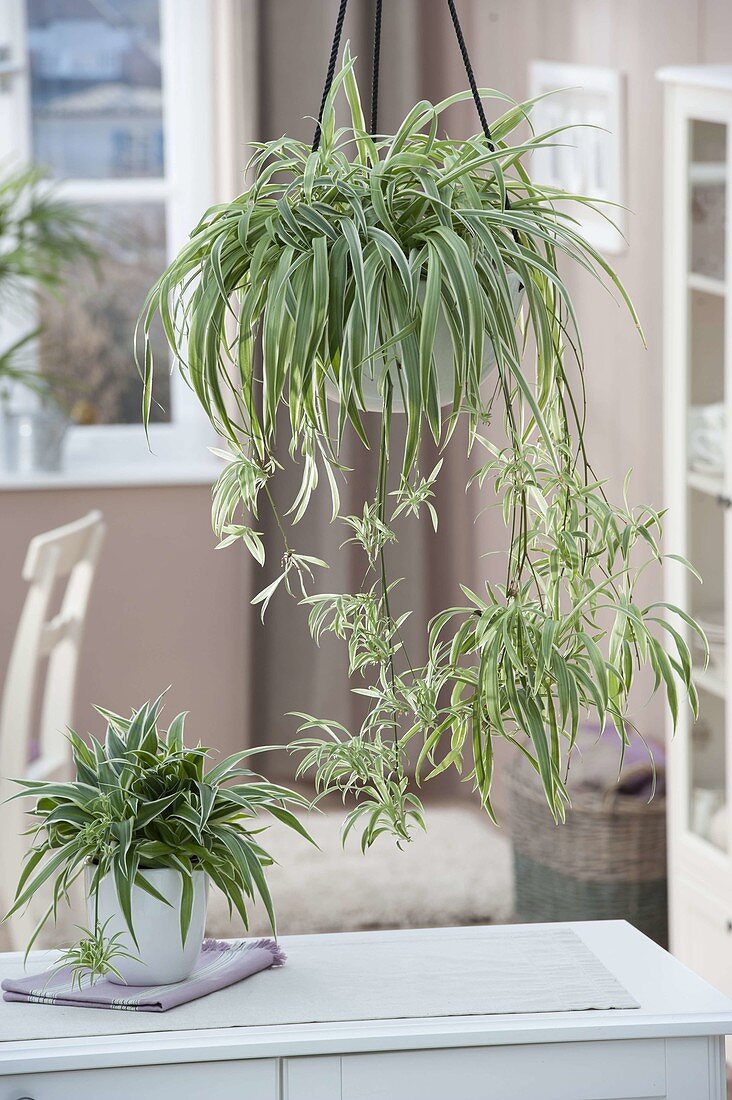 Chlorophytum comosum (green lily) with cuttings in white hanging basket