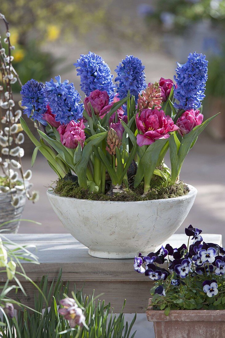 Hyacinthus (Hyacinthen) und Tulipa 'Lilac Perfection' (Gefüllte Tulpen)