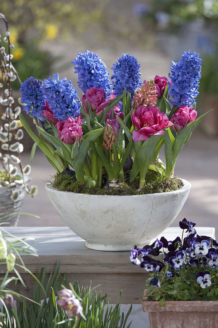 Hyacinthus (Hyacinths) and Tulipa 'Lilac Perfection' (Filled Tulips)