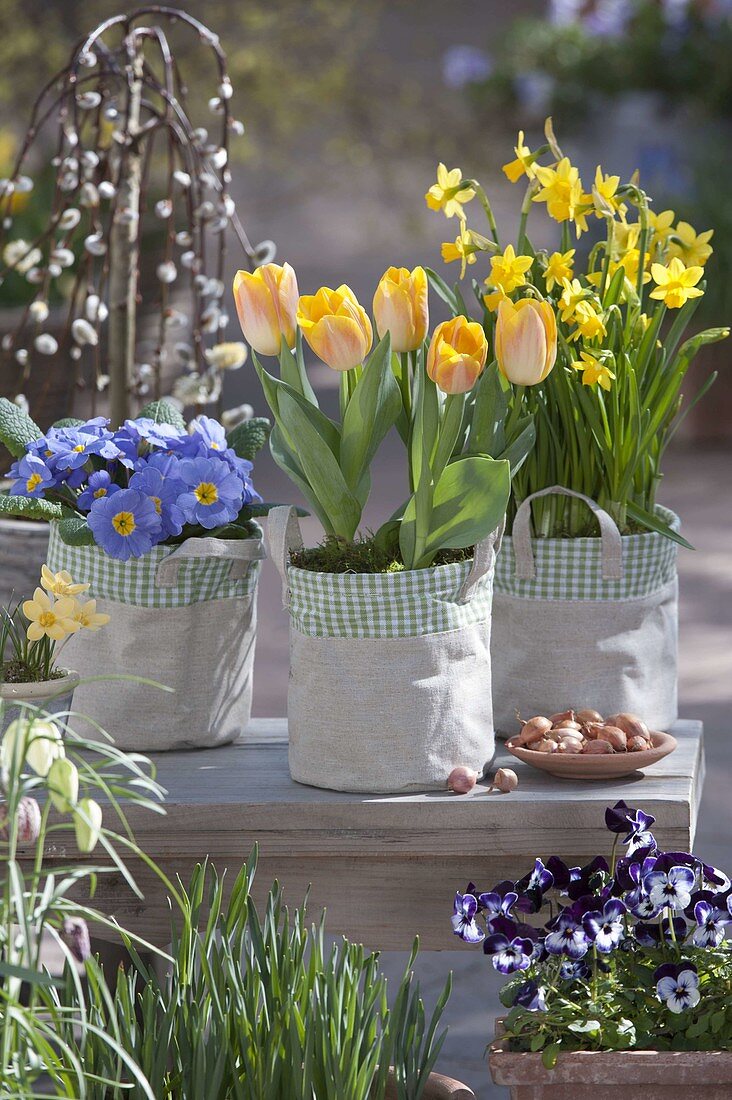 Tulipa 'Yellow Star' (tulips), Narcissus 'Tete a Tete' (daffodils), Primula