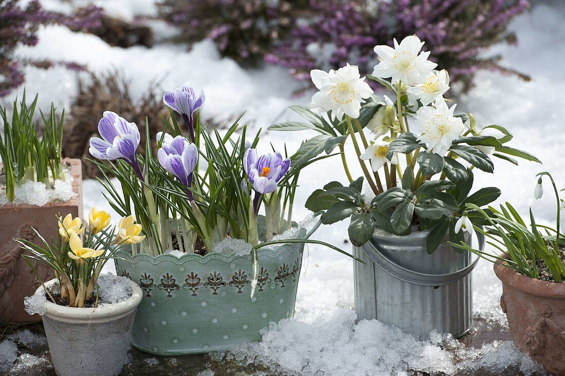 Helleborus niger 'Verboom Double' (Christrosen), crocus