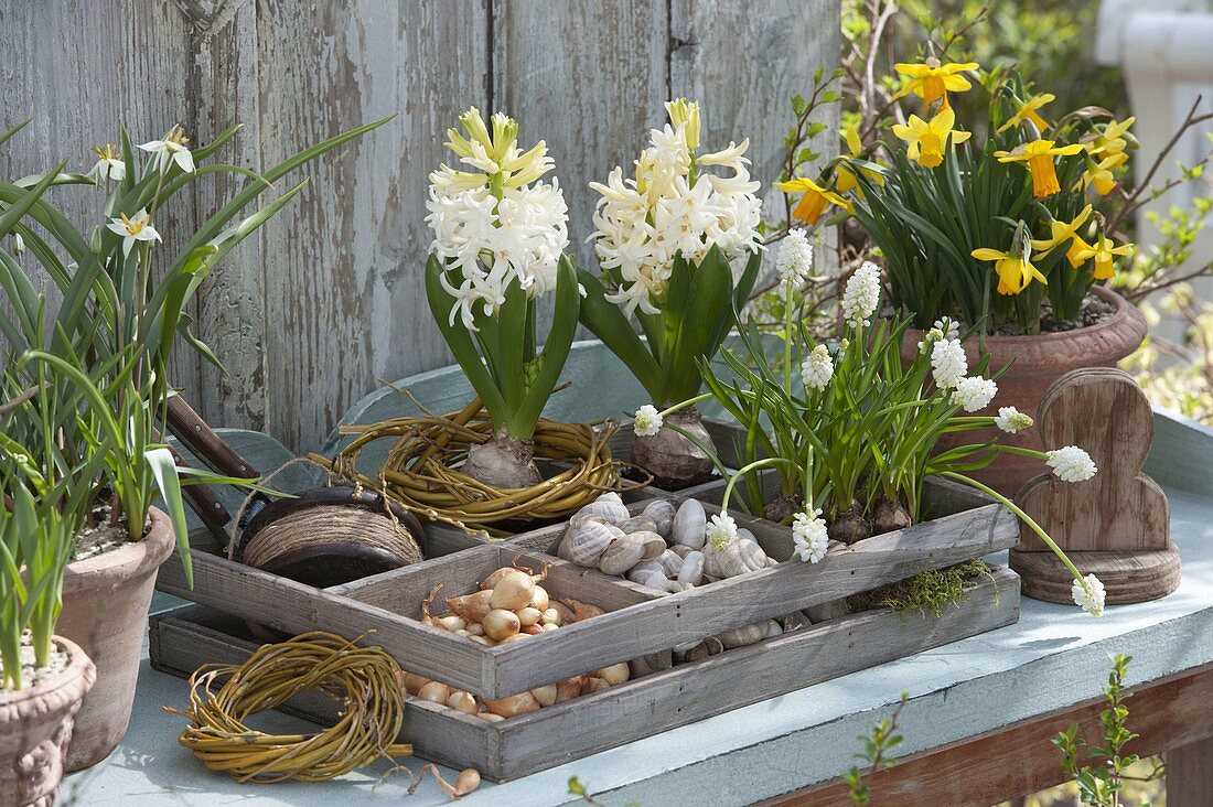 Wooden box with Hyacinthus 'White Pearl' (hyacinths), Muscari botryoides 'Alba' (mushrooms)