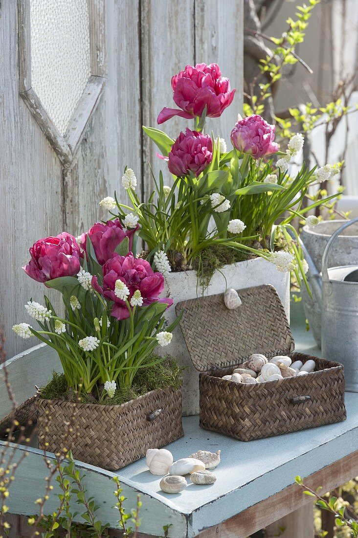 Tulipa 'Lilac Perfection' Gefuellte Tulpen) und Muscari botryoides 'Alba'