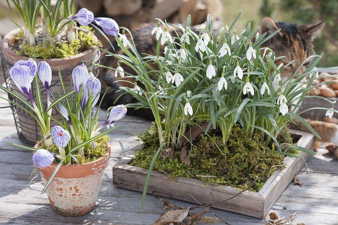 Galanthus (Snowdrop) with moss on wooden coaster, Crocus