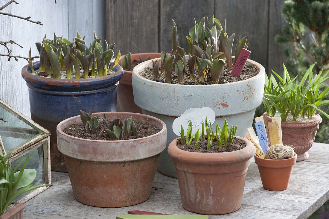 Potted flower bulbs in autumn at spring shoots