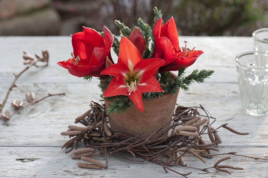 Kleiner Strauss aus Hippeastrum (Amaryllis) und Juniperus (Wacholder)