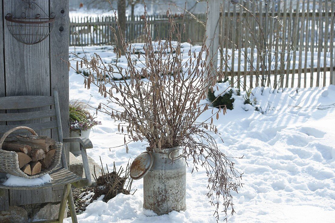 Twigs of Corylus avellana (Hazelnut) as bouquet in old milk churn