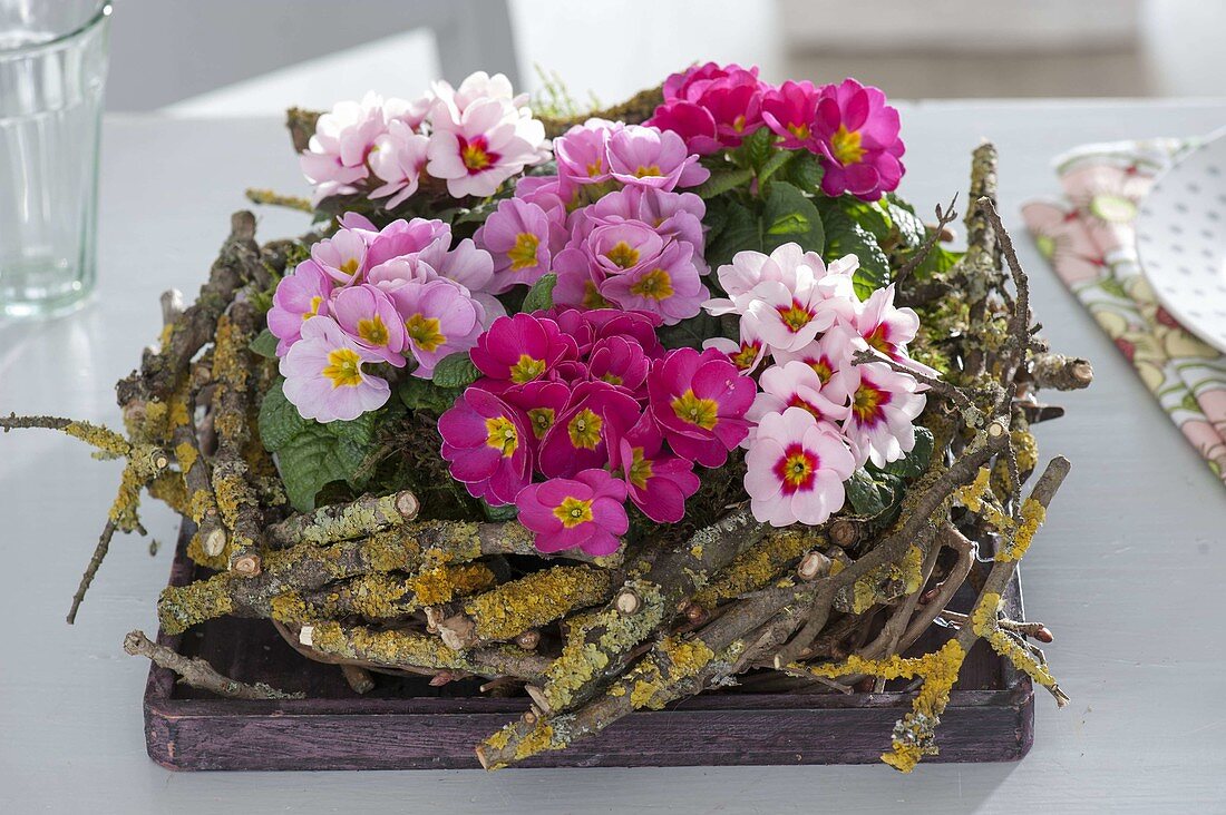 Wreath of lichen-covered twigs filled with Primula acaulis