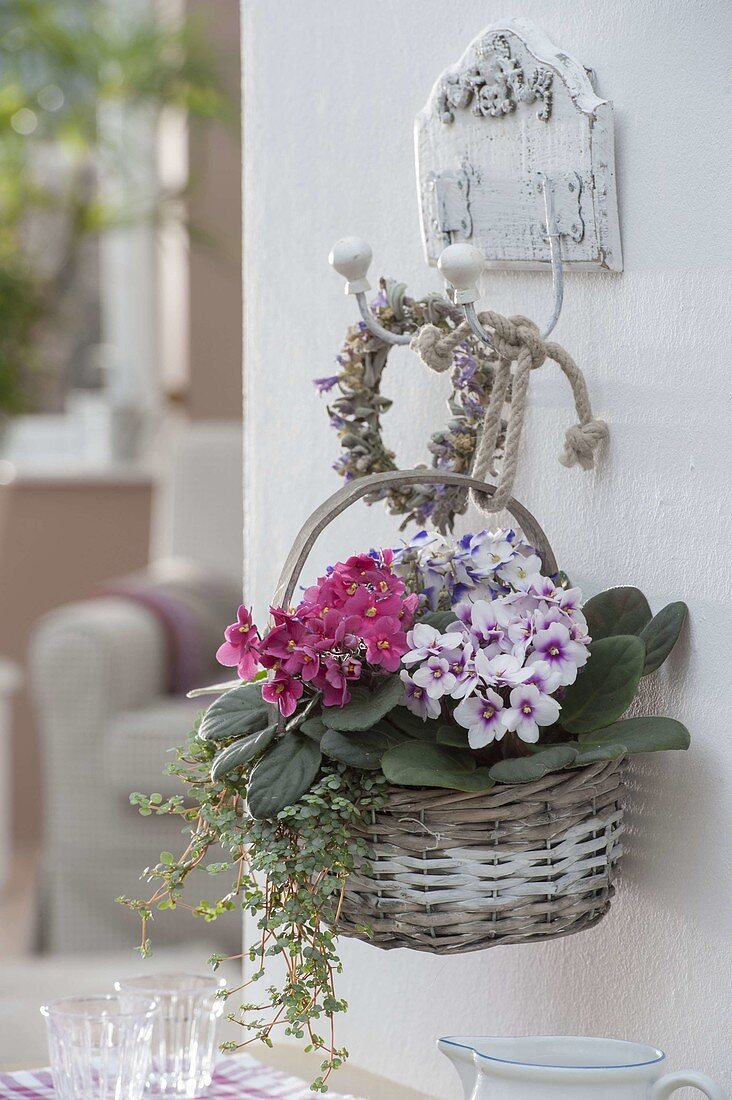 Basket planted with Saintpaulia ionantha (Usambara violet) and Pilea glauca