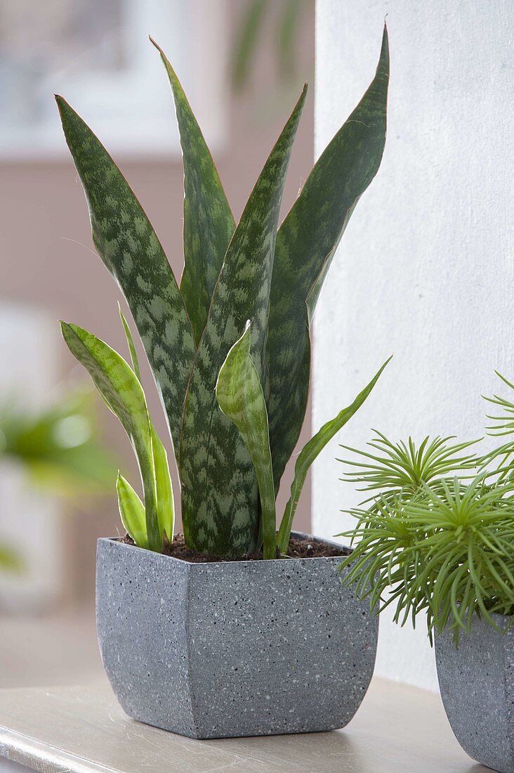 Sansevieria Grandis 'Ayo' (arching hemp) in greyish square pot