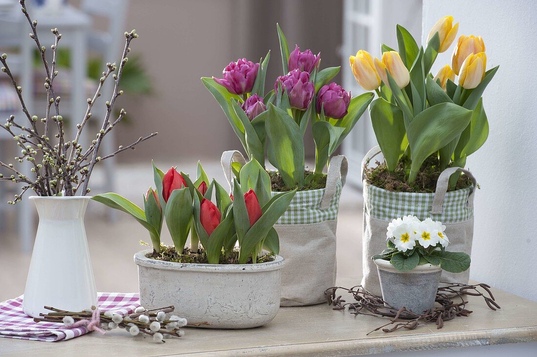 Tulipa 'Red Paradise' 'Lilac Star' 'Yellow Star' (tulips), Primula acaulis