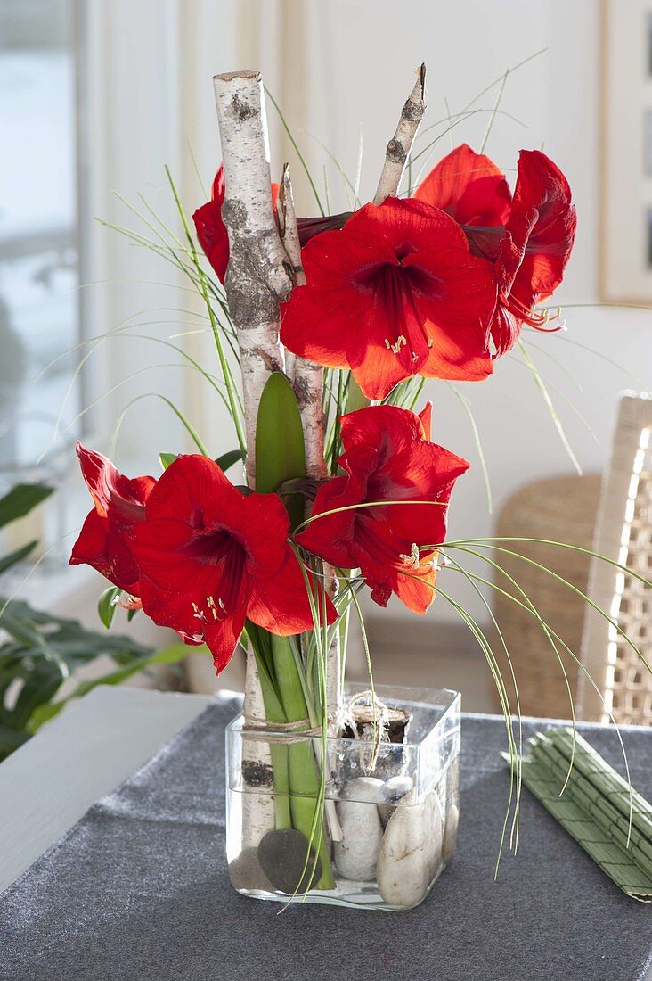 Ungewöhnlicher Stehstrauss aus Hippeastrum (Amaryllis)