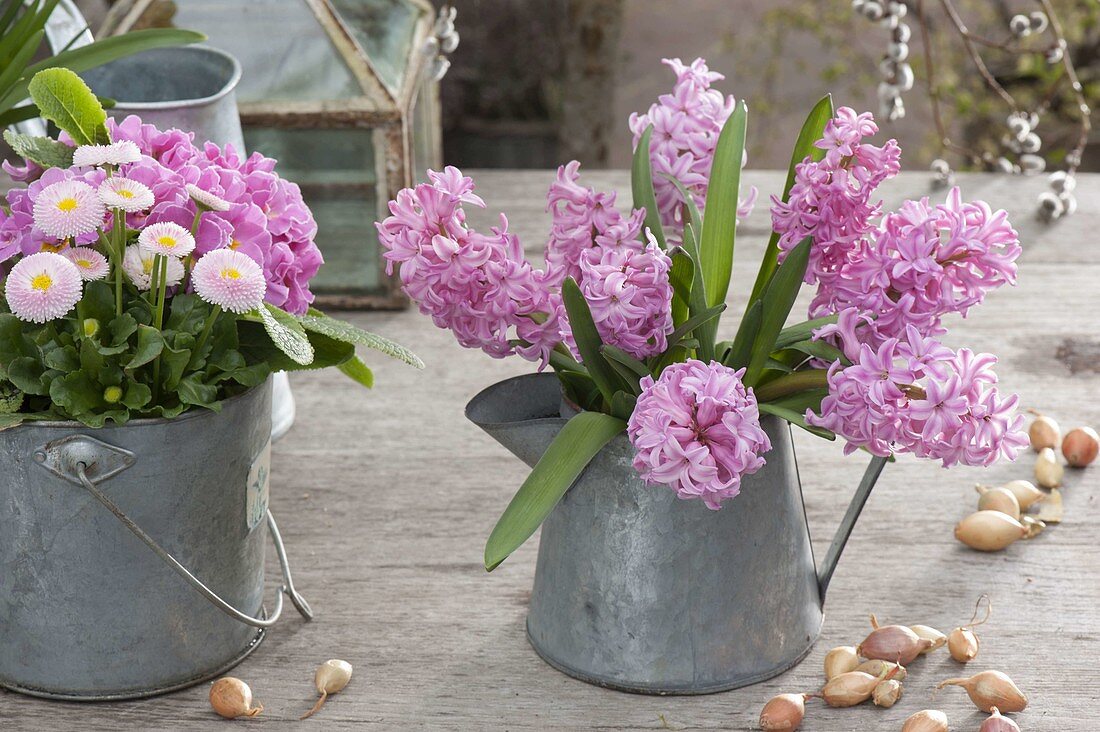 Bouquet of Hyacinthus (Hyacinths) in zinc pot