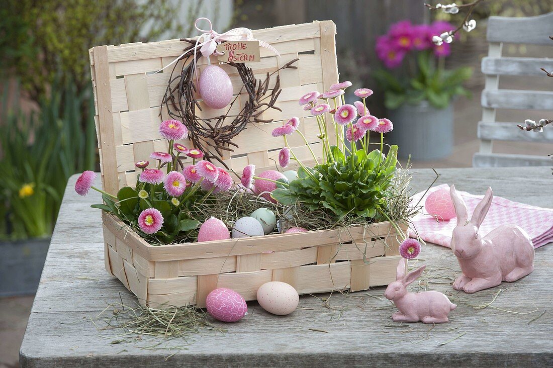 Bellis (daisies) in hay embedded in chipwood box