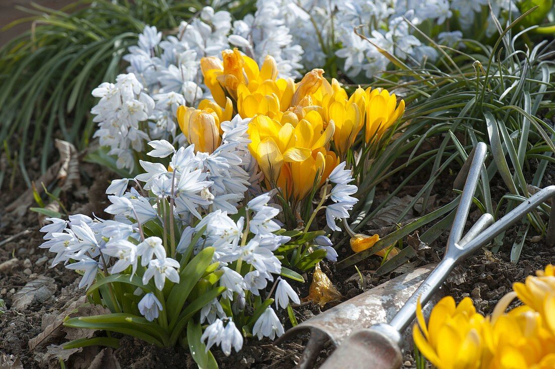 Crocus chrysanthus (yellow crocuses) and Scilla mishchenkoana