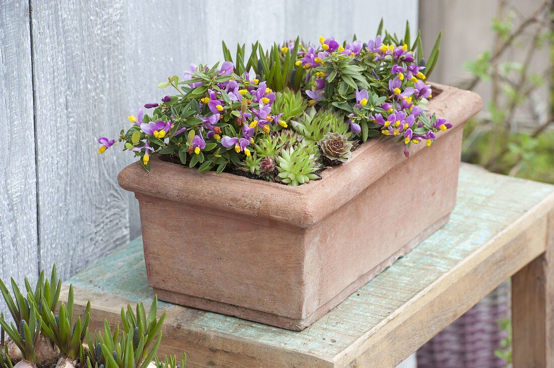 Polygala chamaebuxus 'Purple Passion' (Crucifers), Sempervivum